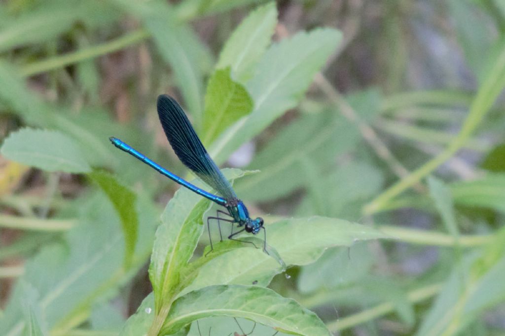 Calopteryx ma quale?  Calopteryx splendens, maschio